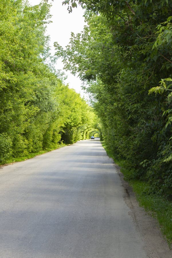 Route de route, tours de voiture dans les voûtes naturelles de tunnel du feuillage photos stock Route de route, tours de voiture dans les voûtes naturelles de tunnel du feuillage photos stock