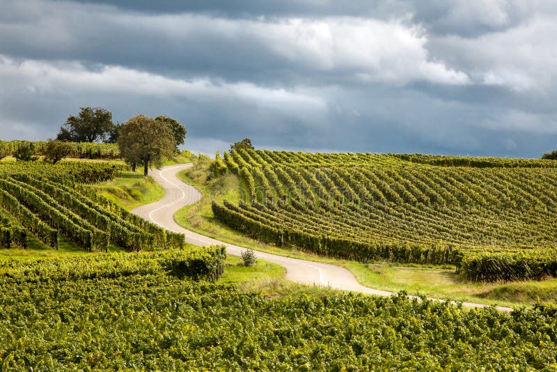 Route du vin in Alsace france