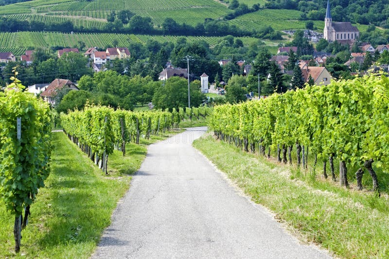 Route du wine, in Alsace. France.