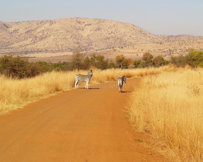 Two lone zebras in a dusty road in Pilanesberg game reserve-South Africa. Two lone zebras in a dusty road in Pilanesberg game reserve-South Africa