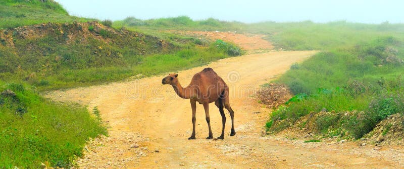 Route verte vue collines de chameaux photo stock