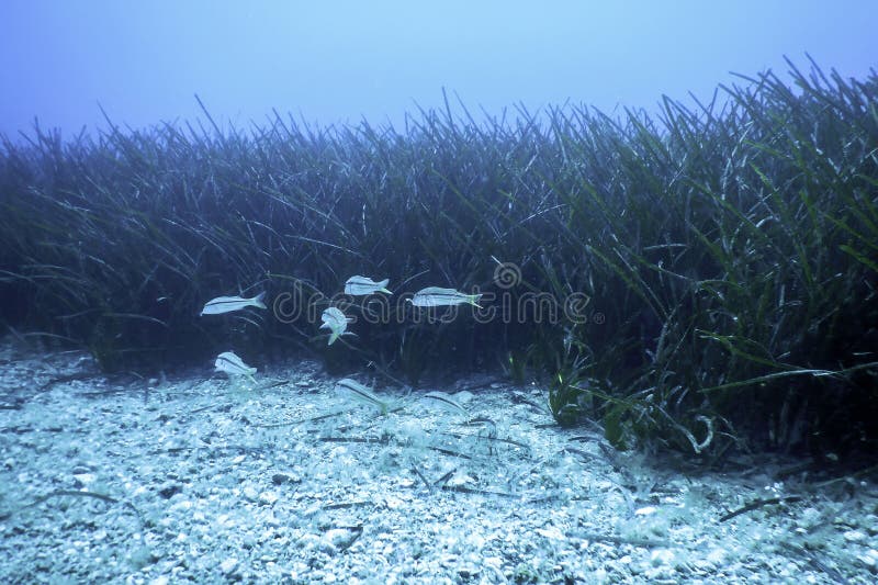 Red Mullets (Mullus barbatus) Underwater Wildlife. Red Mullets (Mullus barbatus) Underwater Wildlife