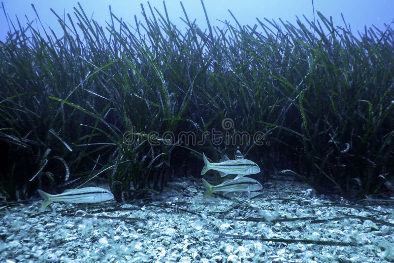 Red Mullets (Mullus barbatus) Underwater Wildlife. Red Mullets (Mullus barbatus) Underwater Wildlife