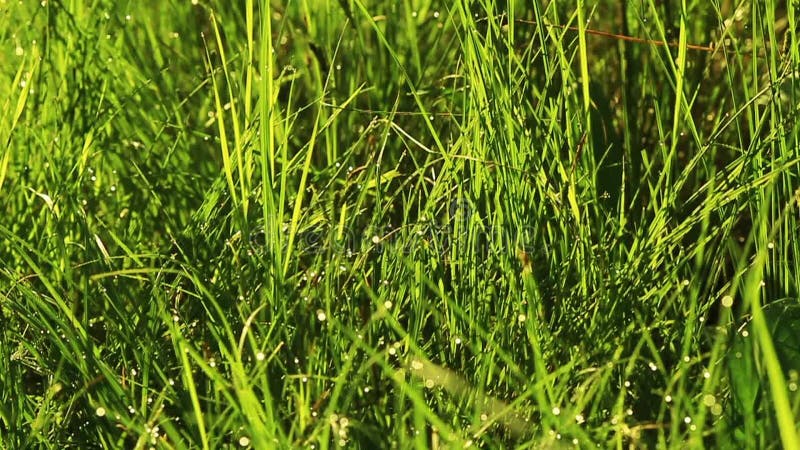 Rouă proaspătă dimineața la răsărit. fundal natură. stock footage