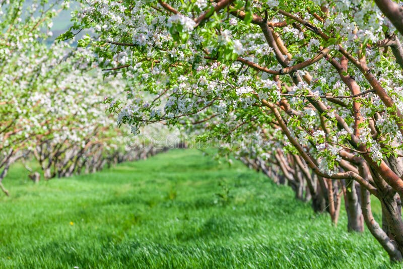 Row of Beautiful Blooming of Decorative Apple and Fruit Trees Stock