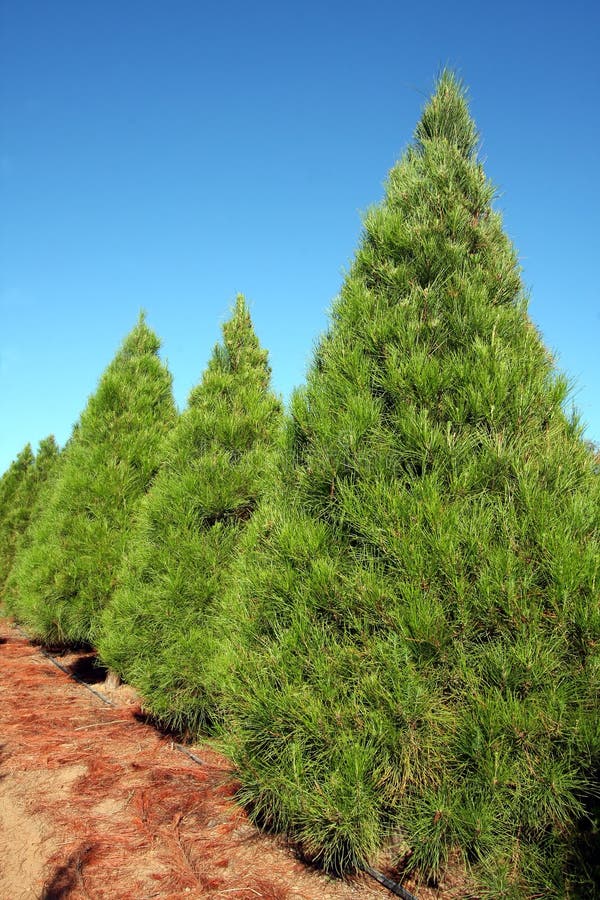 Row of Christmas Pine Trees at Farm Vertical Stock Photo Image of