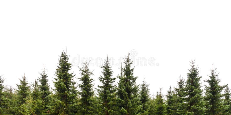 Row of Christmas pine trees isolated on a white background. Row of Christmas pine trees isolated on a white background