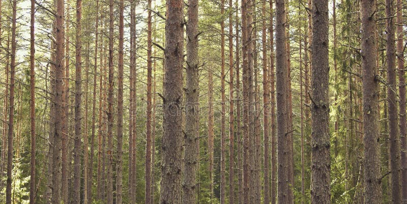 In a row royalty free stock images