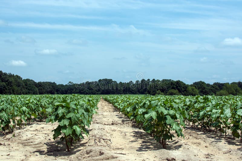 Row crops cotton field stock photo. Image of dirt, mississippi 83371350