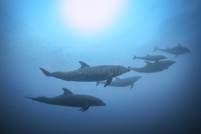 Row of dolphins swimming view under the water stock photo