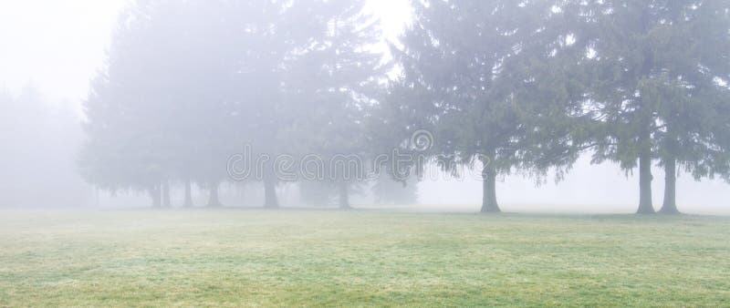 Group of evergreen spruce trees fading into early spring mist. Foreground is expanse of light green grass. Desaturated, horizontal with copy space. Group of evergreen spruce trees fading into early spring mist. Foreground is expanse of light green grass. Desaturated, horizontal with copy space.
