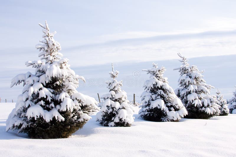 A winter scene of evergreen trees. A winter scene of evergreen trees.