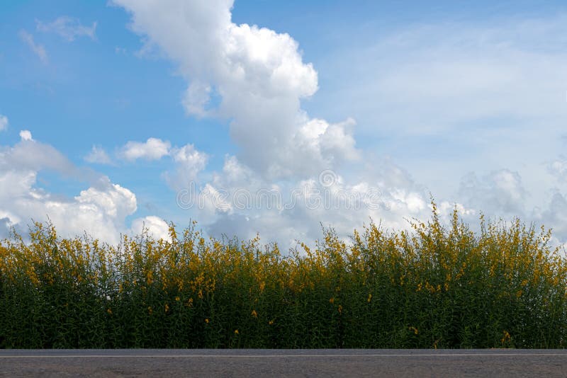 Row flower Crotalaria many roadside.