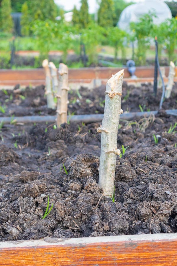 Fresh Cassava Plant with Plastic Cover Stock Photo Image of grow
