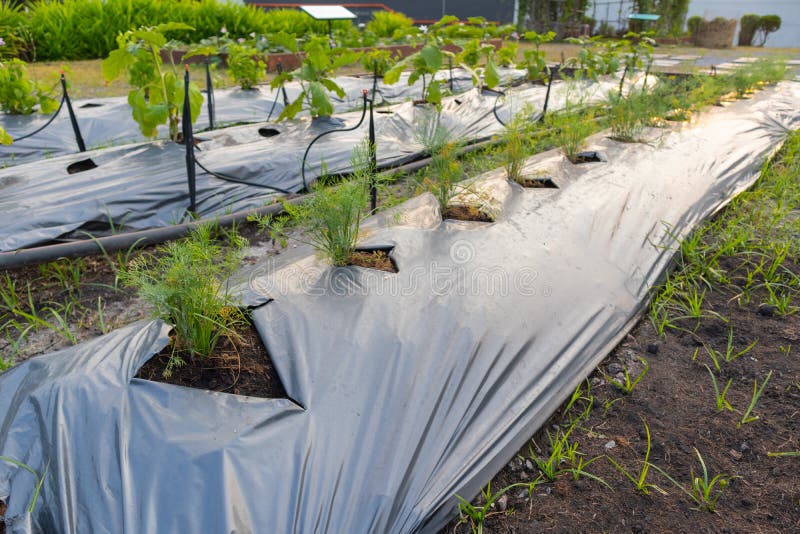Fresh Green Plant With Plastic Cover Stock Image Image of cultivate