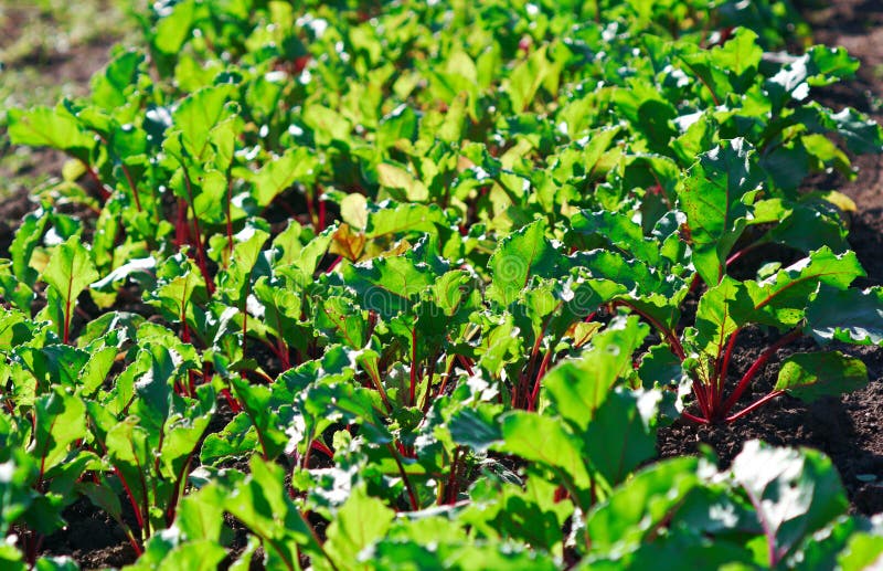 Row of green beet sprouts stock image. Image of purple 33179163