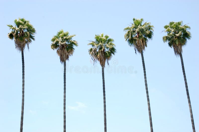 Row of Palm Trees