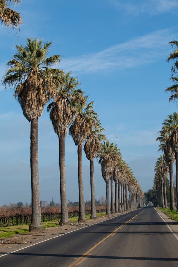 Row of Palm Trees along side a road