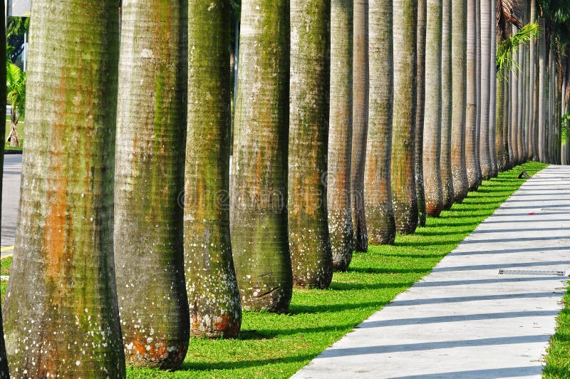 Línea de palmera árboles en parques.