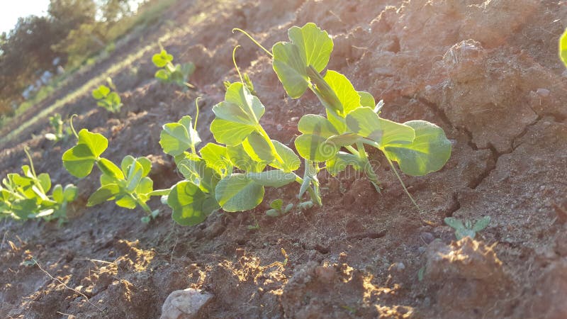 A row of pea plants growing on a organic market farm