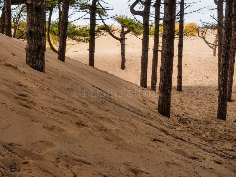 Row of Pine Trees Growing in the Sand Dunes Stock Image Image of