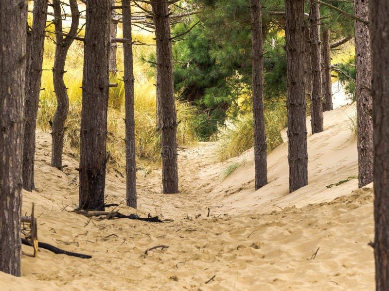 Row of Pine Trees Growing in the Sand Dunes Stock Image Image of