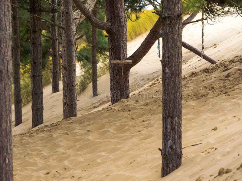 Row of Pine Trees Growing in the Sand Dunes Stock Photo Image of