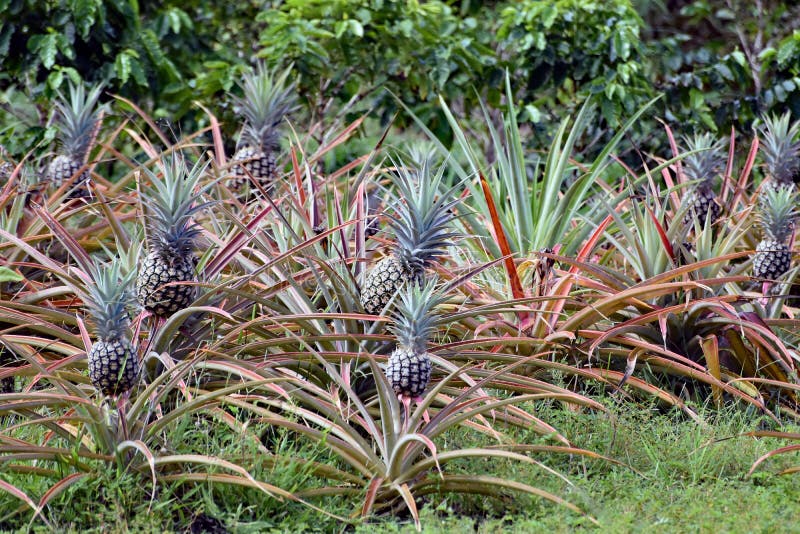 A row of pineapples growing in a plantation