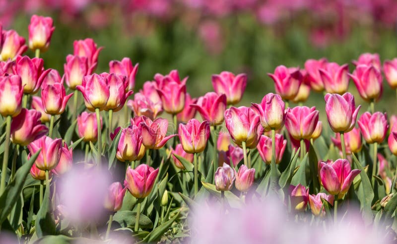 Row of Pink Tulip Flowers in the Farm at Holland, Michigan Stock Photo ...