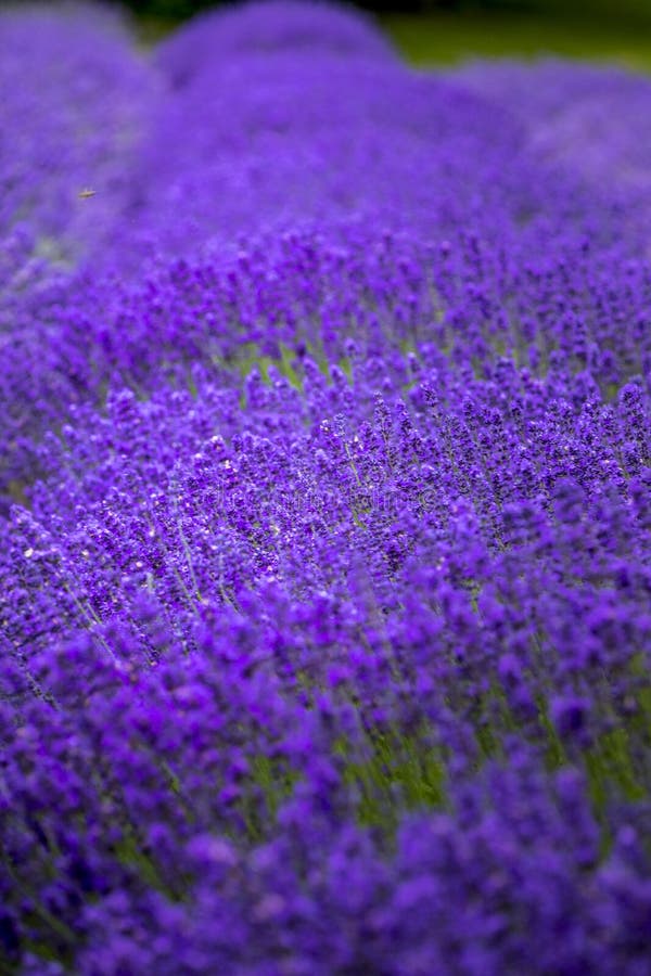 Blooming Lavender Fields in Pacific Northwest USA Stock Image Image of pacific, plant 158611479