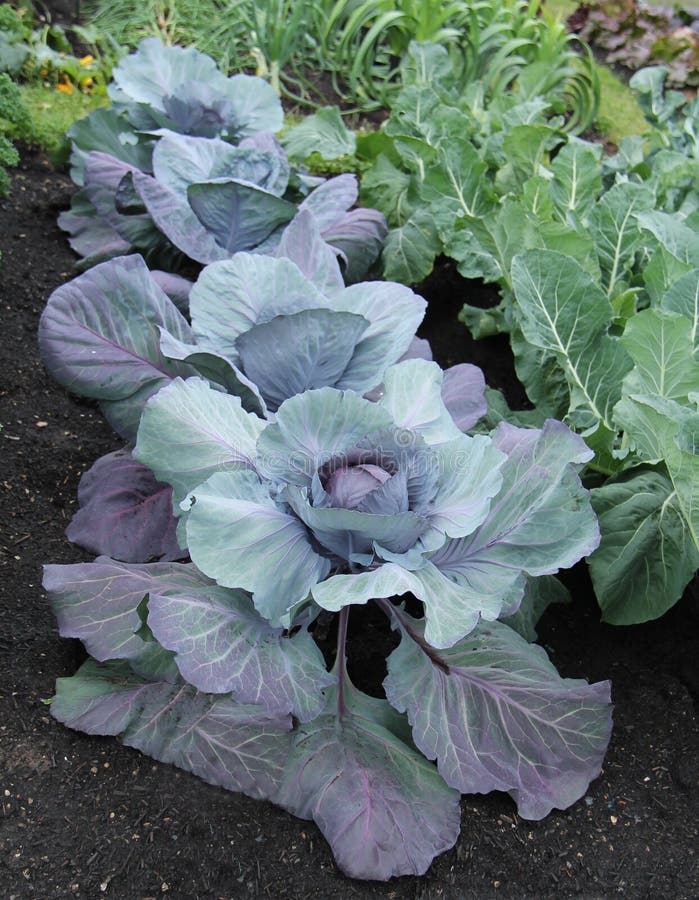 Cabbage Vegetable Plants. stock image. Image of growing 114725415