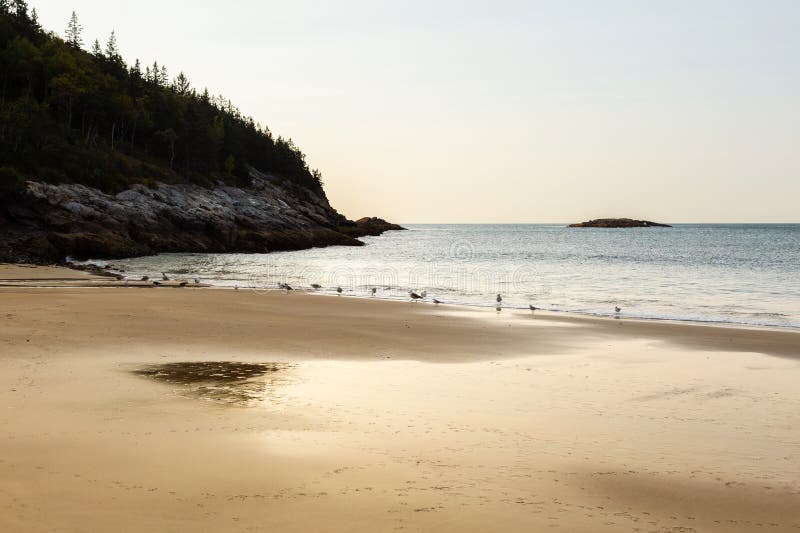 Row of seagulls along the sea on Sand Beach, Acadia National Park, Mount Desert Island, Maine, USA