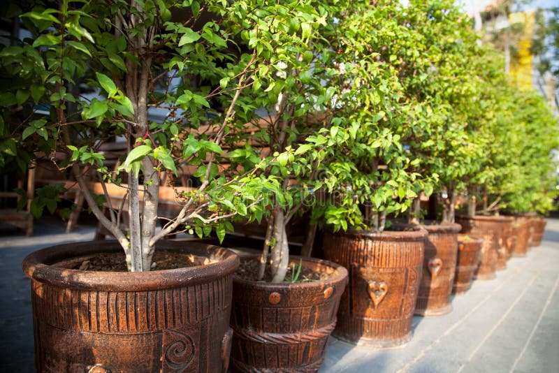 Row of Small Potted Trees on a Street Pavement Outdoors Stock Photo ...