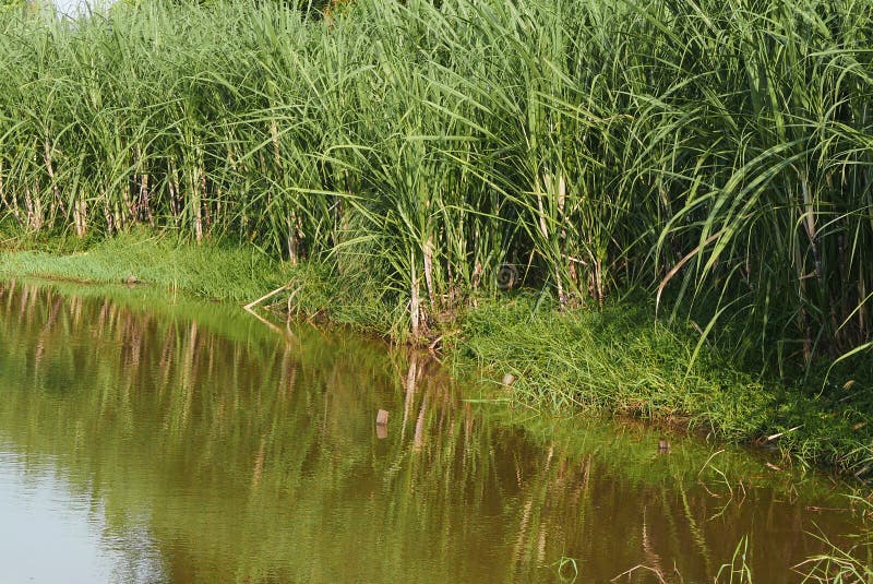 A Row of Sugar Cane Plant by the River Stock Image Image of texture