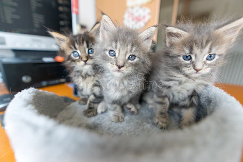 169 Cute Kittens Row Blue Photos Free Royalty Free Stock Photos From Dreamstime 169 Cute Kittens Row Blue Photos Free Royalty Free Stock Photos From Dreamstime