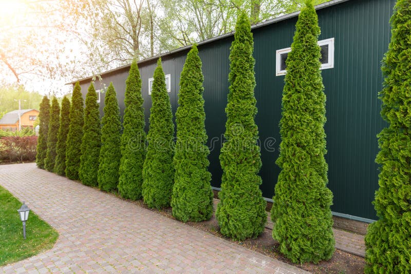 Row of tall evergreen thuja occidentalis trees green hedge fence along path at countryside cottage backyard. Landscaping