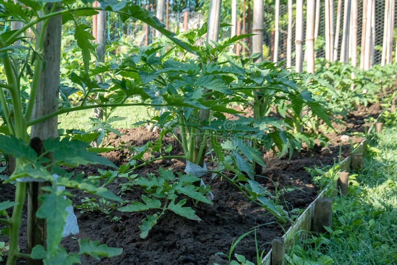 A Row of Tomato Plants. Tomato Grow in the Open Ground Stock Image Image of farming, homemade