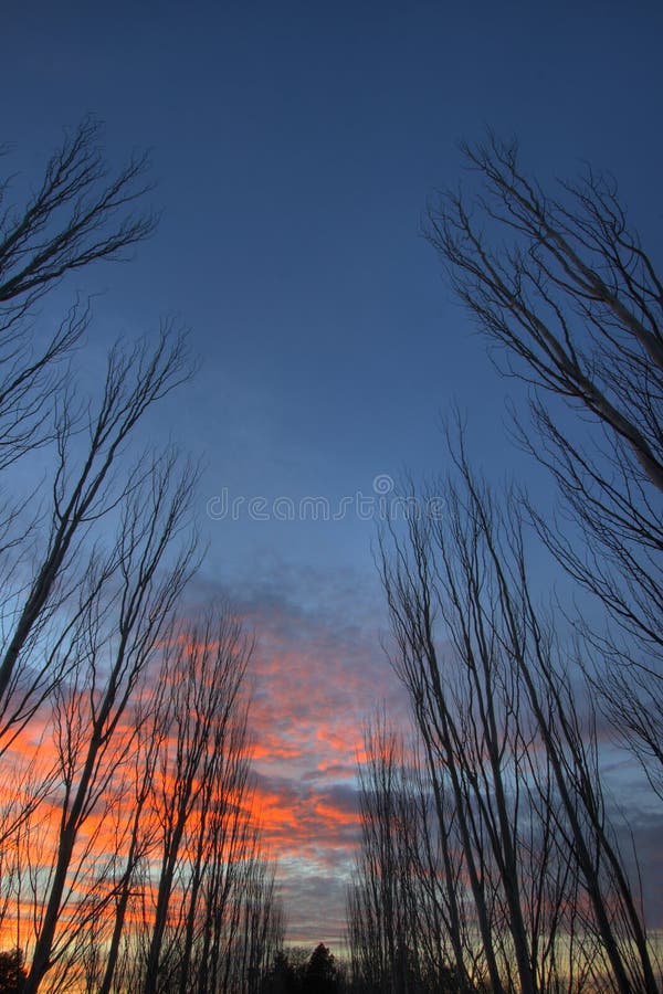 Row of trees 2