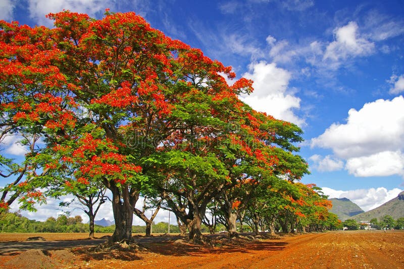 Row of tropical flame trees