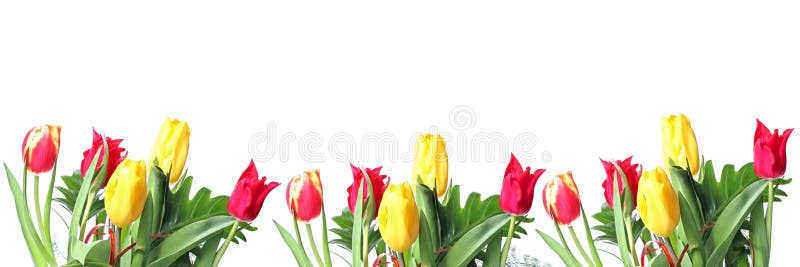 Row of tulips