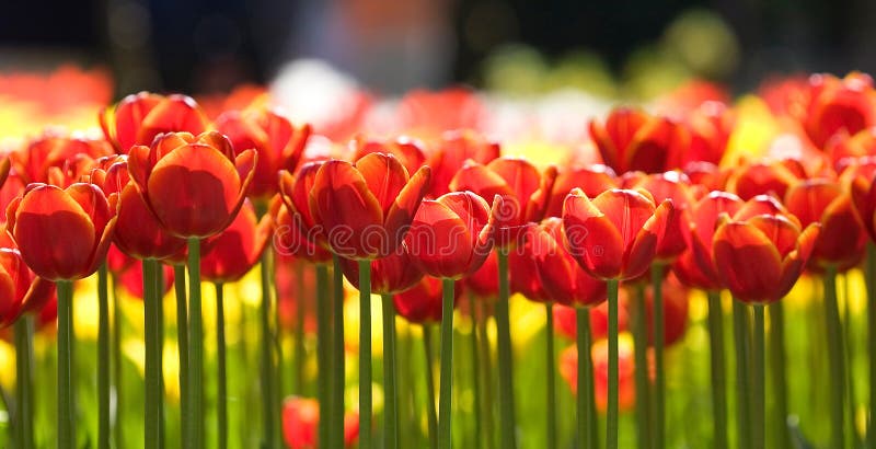 Row of tulips royalty free stock photos