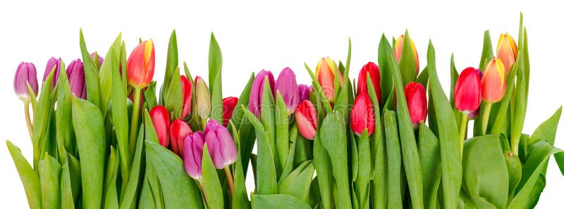Row of tulips royalty free stock images