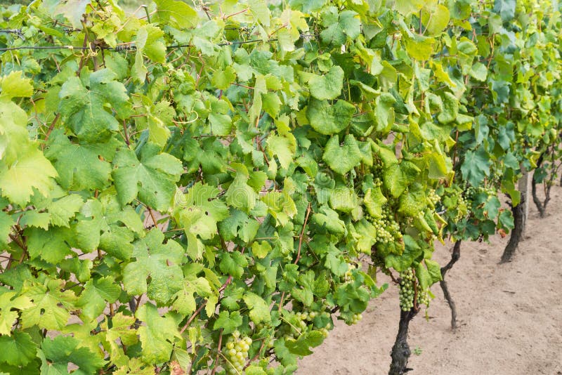 Řádek vinice před sklizní na podzim