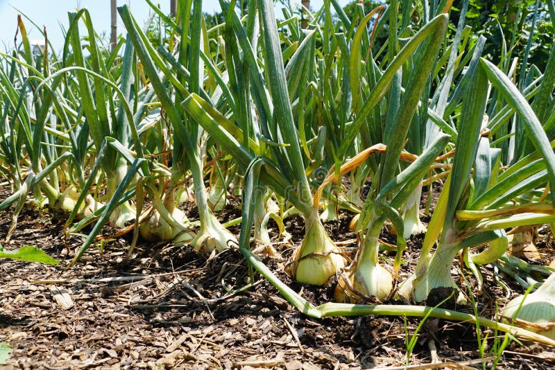 A Row of Green Walla Walla Onion in a Vegetable Garden Stock Image