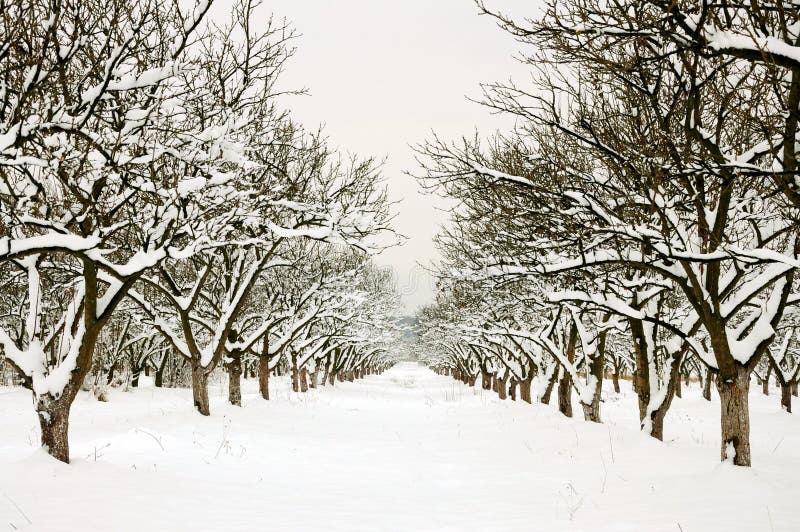 Row through winter orchard