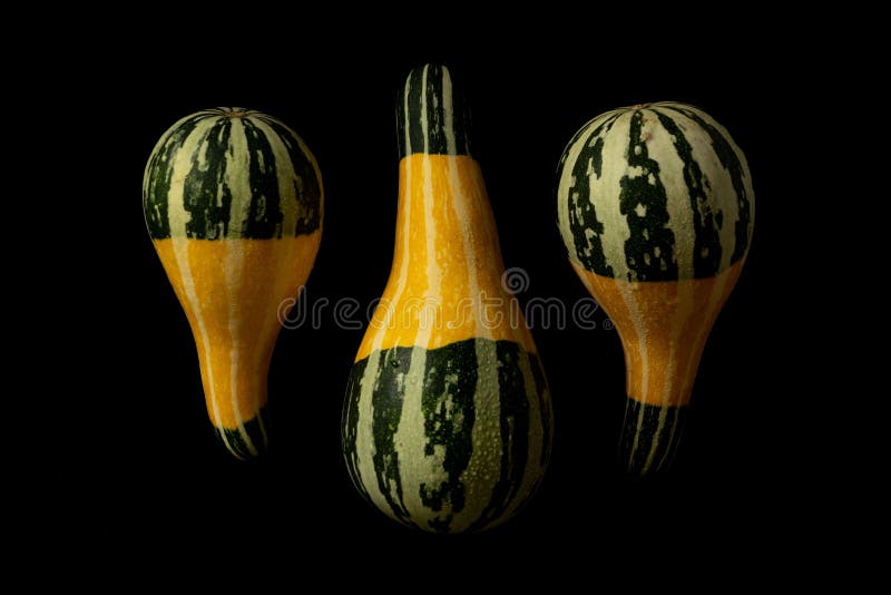 Row of Yellow and Green Gourds Isolated on a Black Background Stock