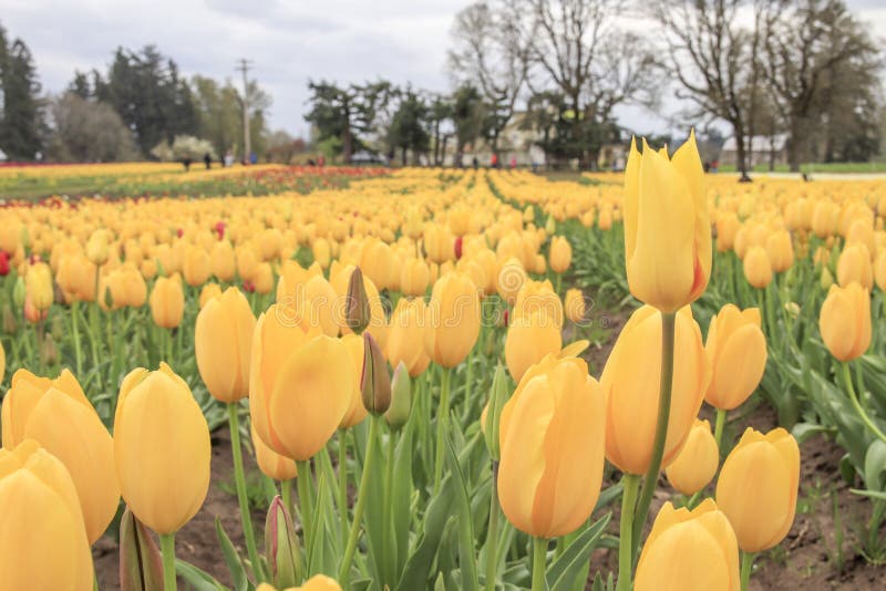row of yellow tulips growing at a tulip farm. royalty free stock image row of yellow tulips growing at a tulip farm. royalty free stock image