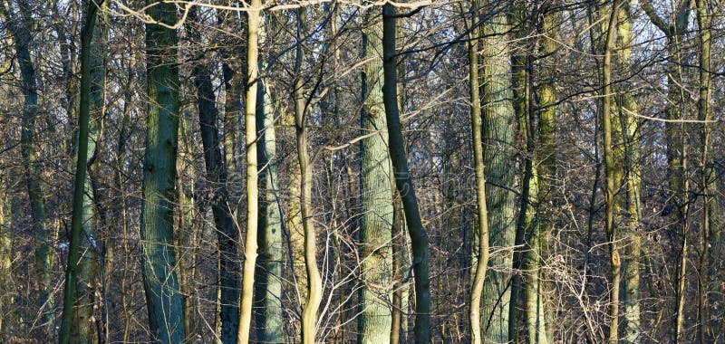 Row of young oak trees