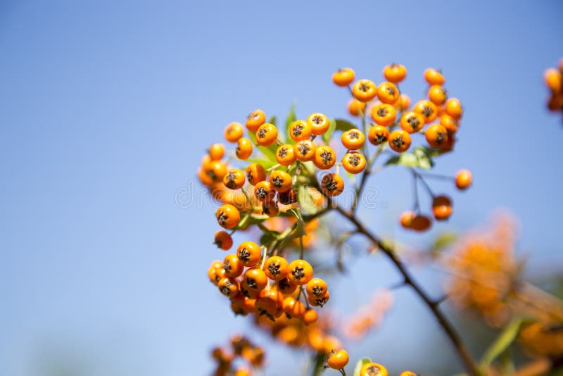 rowan lizenzfreies stockfoto rowan lizenzfreies stockfoto