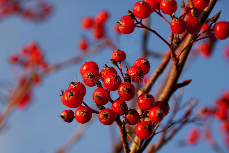 Red Rowan Berries on a Tree in Late Autumn Stock Image - Image of ...